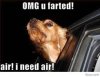 dog 6.jpg