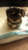 oskypuppy1.jpg