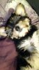 oskypuppy2.jpg