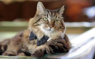 a fucking cat™