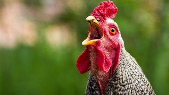 JimmyTheChicken
