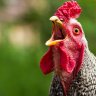 JimmyTheChicken