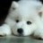 ♥ Wolfy ♥
